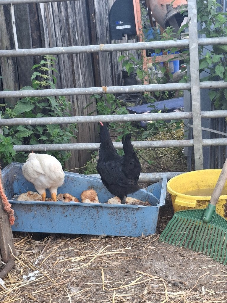 Jeune coqs, Plusieurs animaux, Poule ou poulet