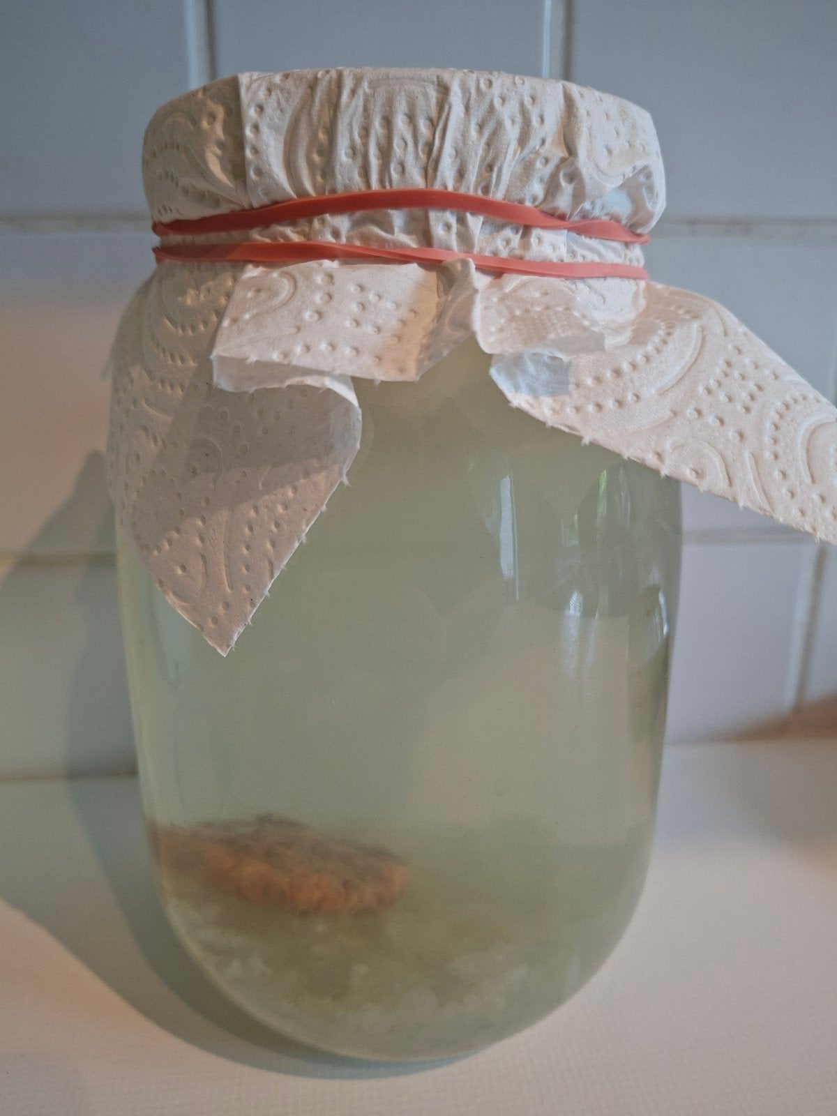 Grain de kefir de fruit gratuit, Ophalen