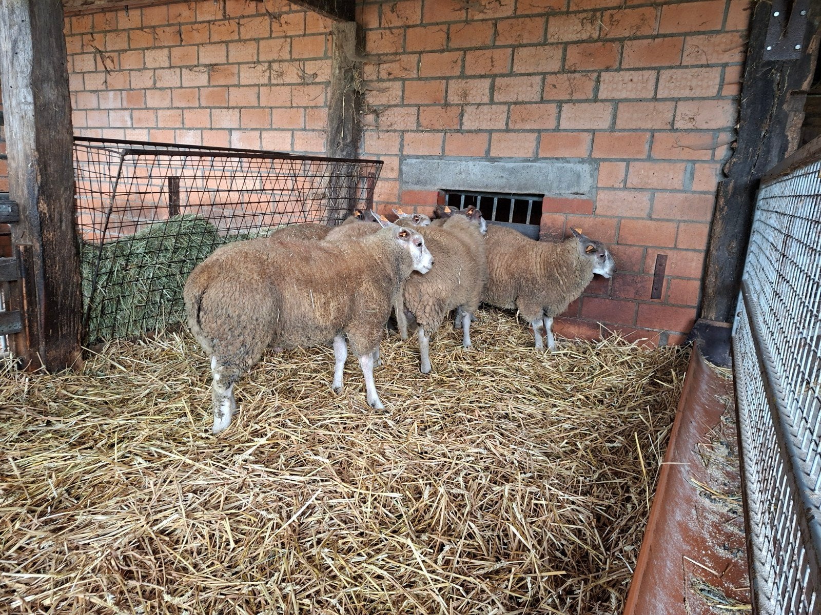6 slachtrijpe rammen