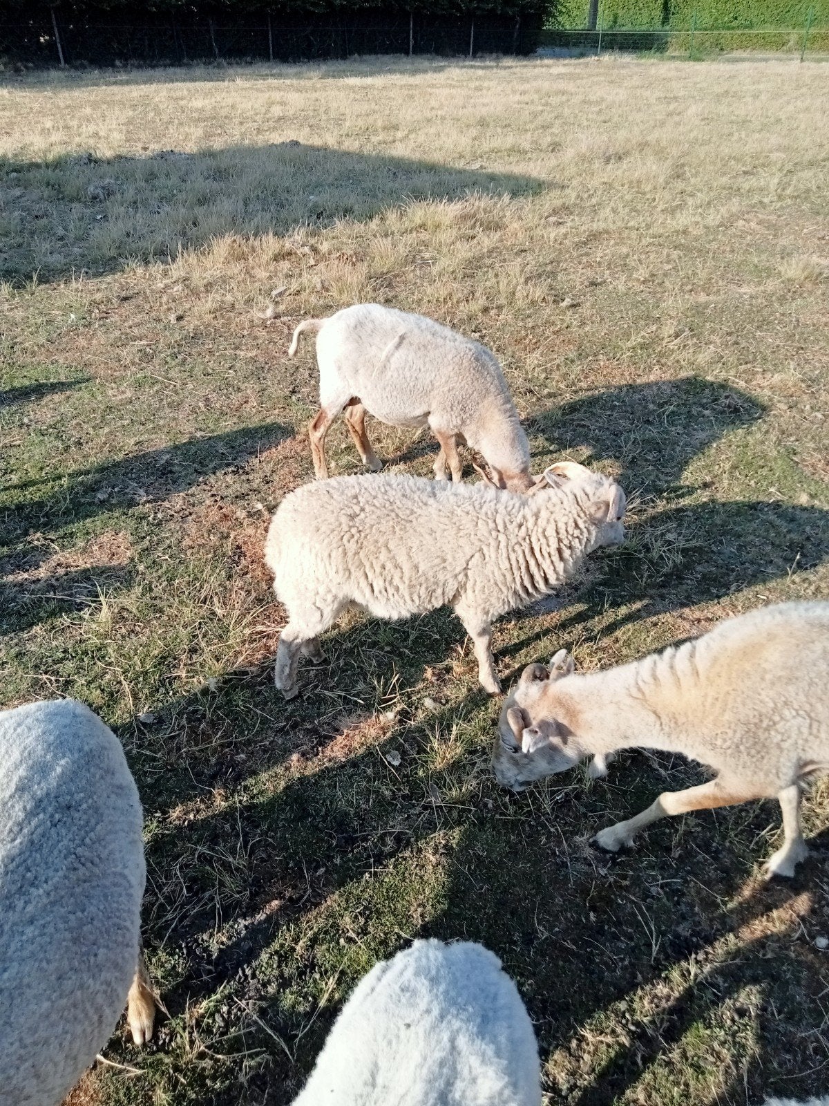 mini schaapjes., Dieren en Toebehoren
