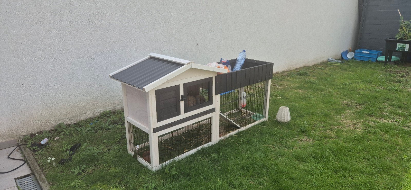 2 konijnen en hok, Dieren en Toebehoren, Juli, Mannelijk