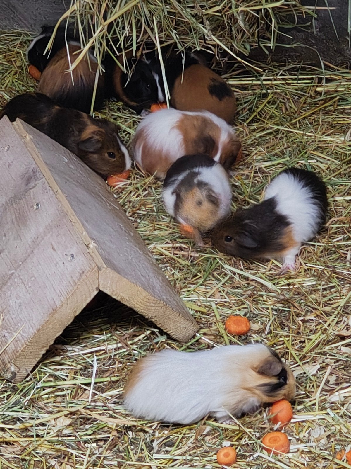 Cavia, Dieren en Toebehoren, Ophalen, Cavia