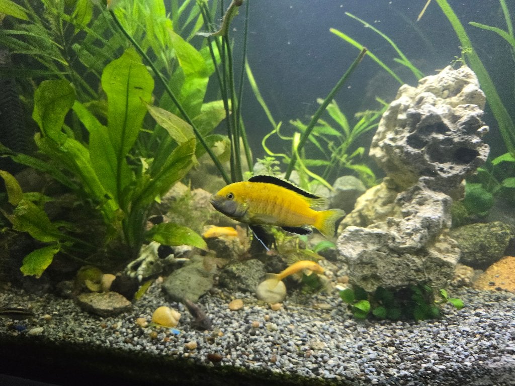 Labidochromis Caeruleus (Yellow Lab) Mbuna Cichlid te koop!, Poisson, Poisson d'eau douce