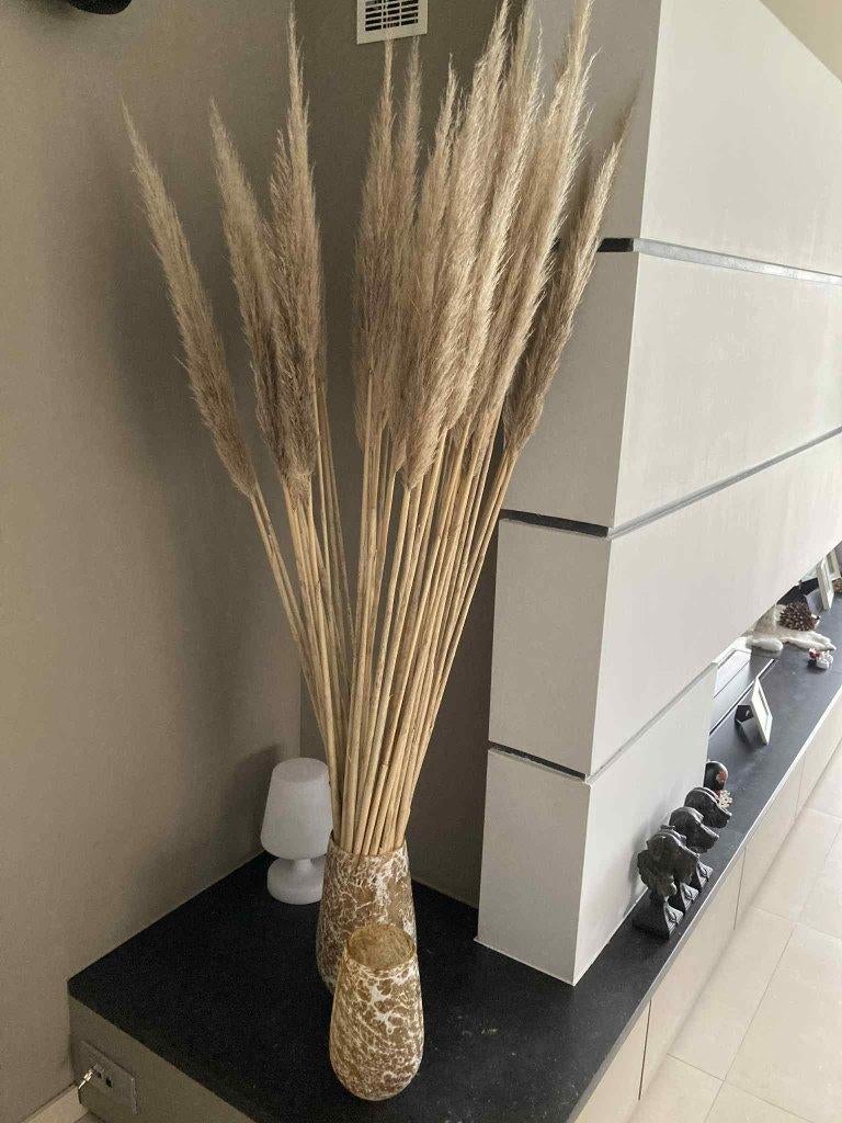 fijne pampas takken / pampassen 40 stuks, Huis en Inrichting, Woonaccessoires | Droogbloemen, Ophalen, Zo goed als nieuw