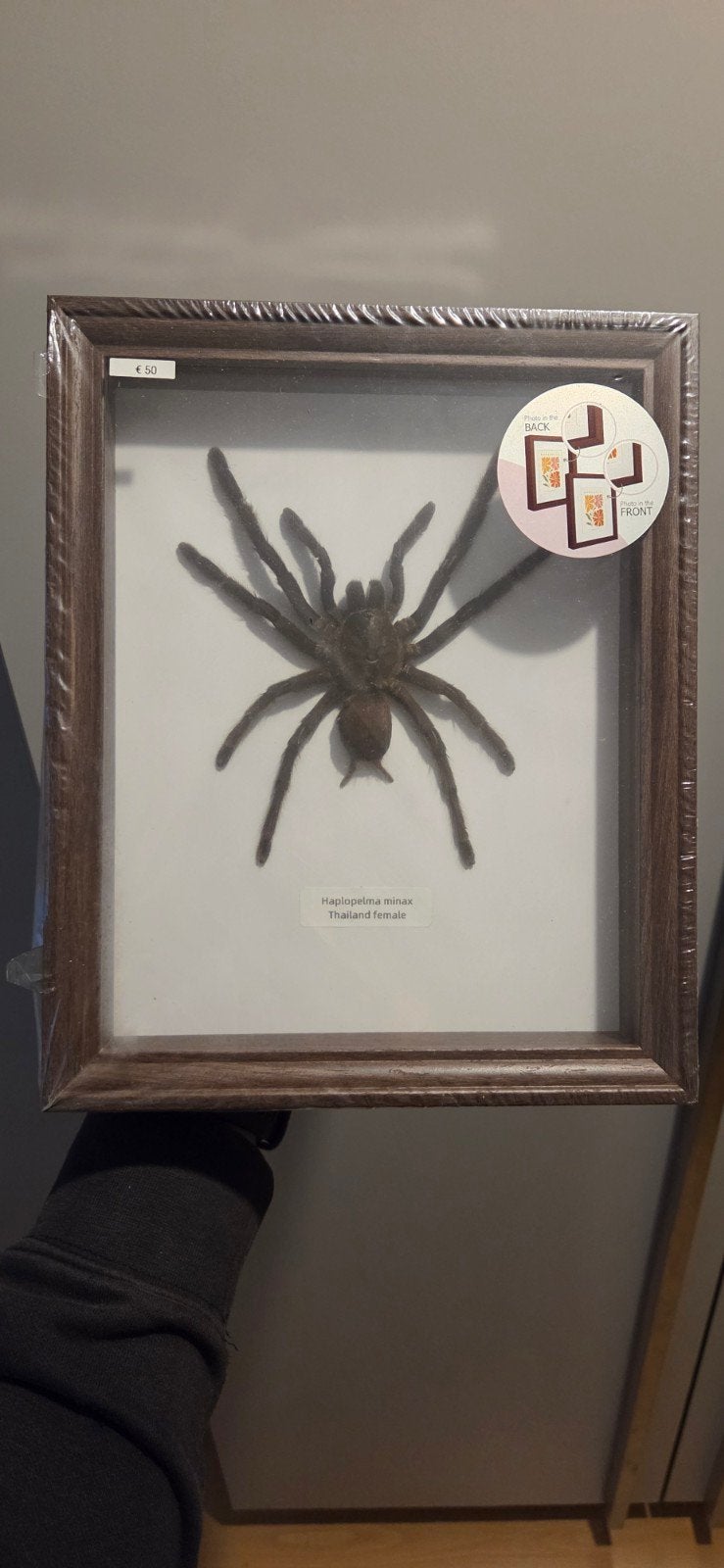 haplopelma minax spin, Ophalen