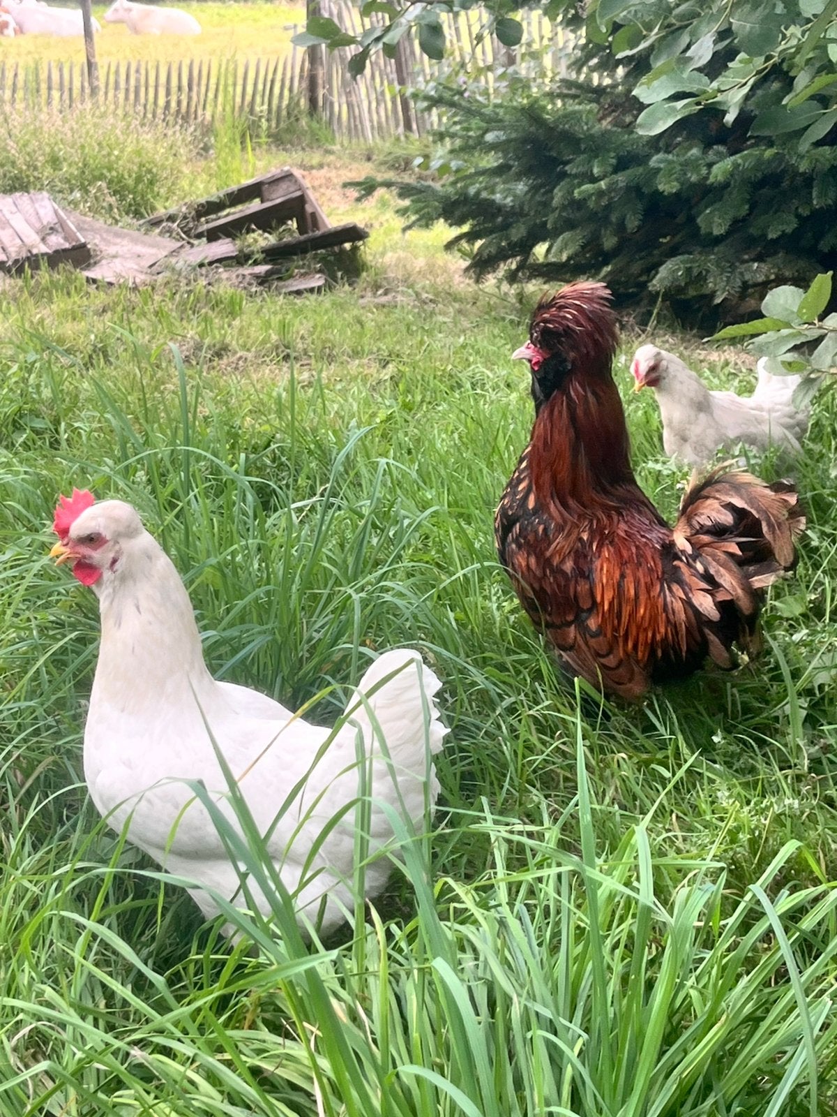Broedeiren gratis, Animaux & Accessoires, Volatiles, Poule ou poulet