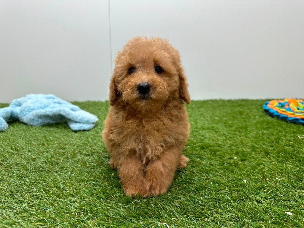 Toy Poedel pups