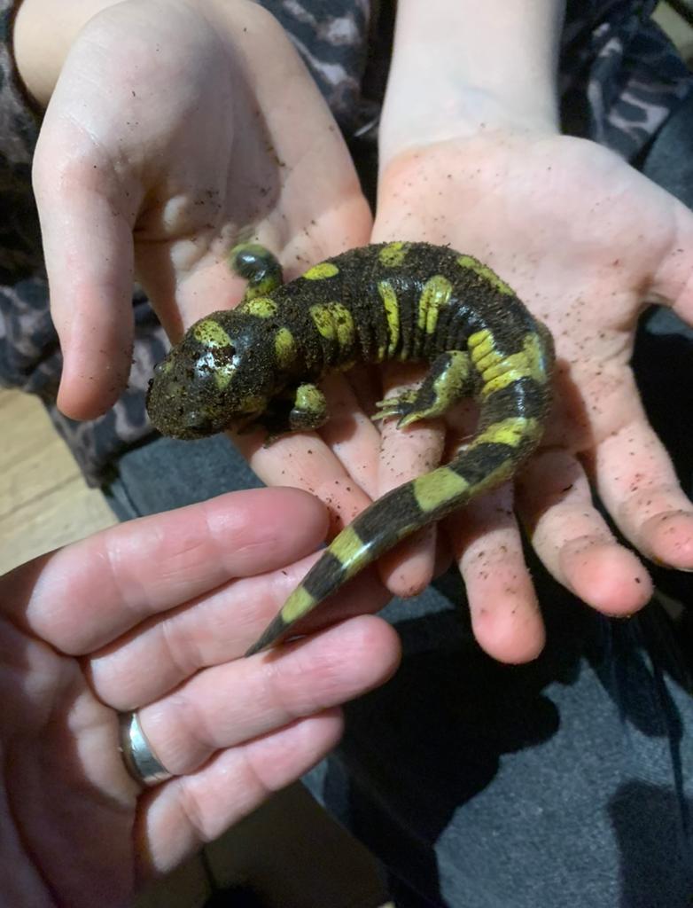 Volwassen tijgersalamander man met Exo Terra terrarium, Animaux & Accessoires, Reptiles & Amphibiens, Amphibien, Domestique, 0 à 2 ans
