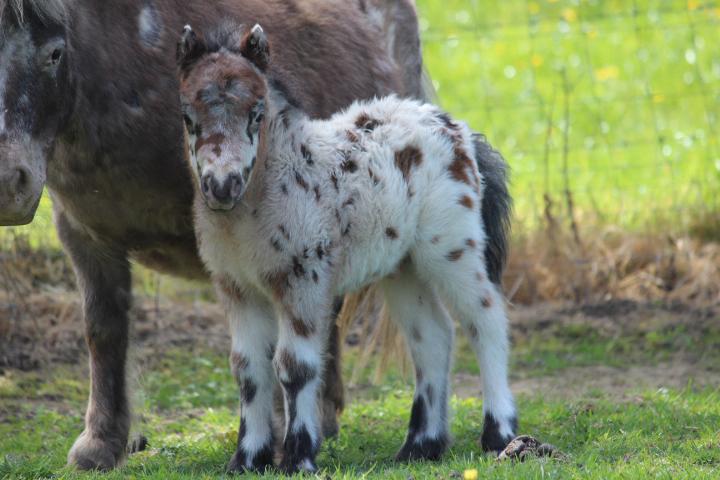 Appaloosa shetlander veulen, Dieren en Toebehoren, Ophalen