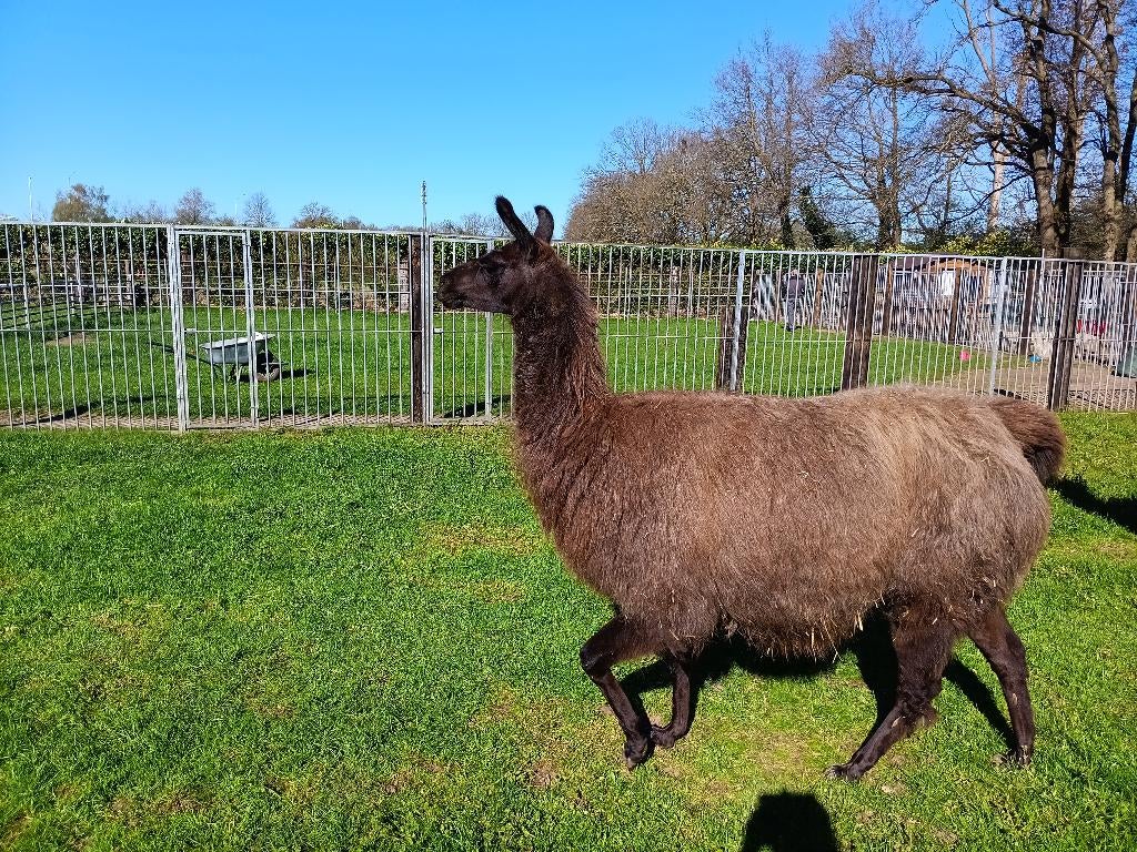 lama merrie, Dieren en Toebehoren, Maart