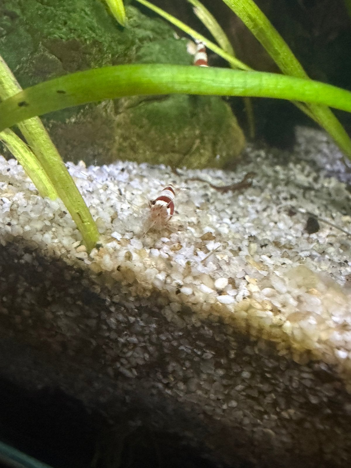 Garnalen red tiger, Dieren en Toebehoren, Kreeft, Krab of Garnaal, Zoetwatervis, Schoolvis