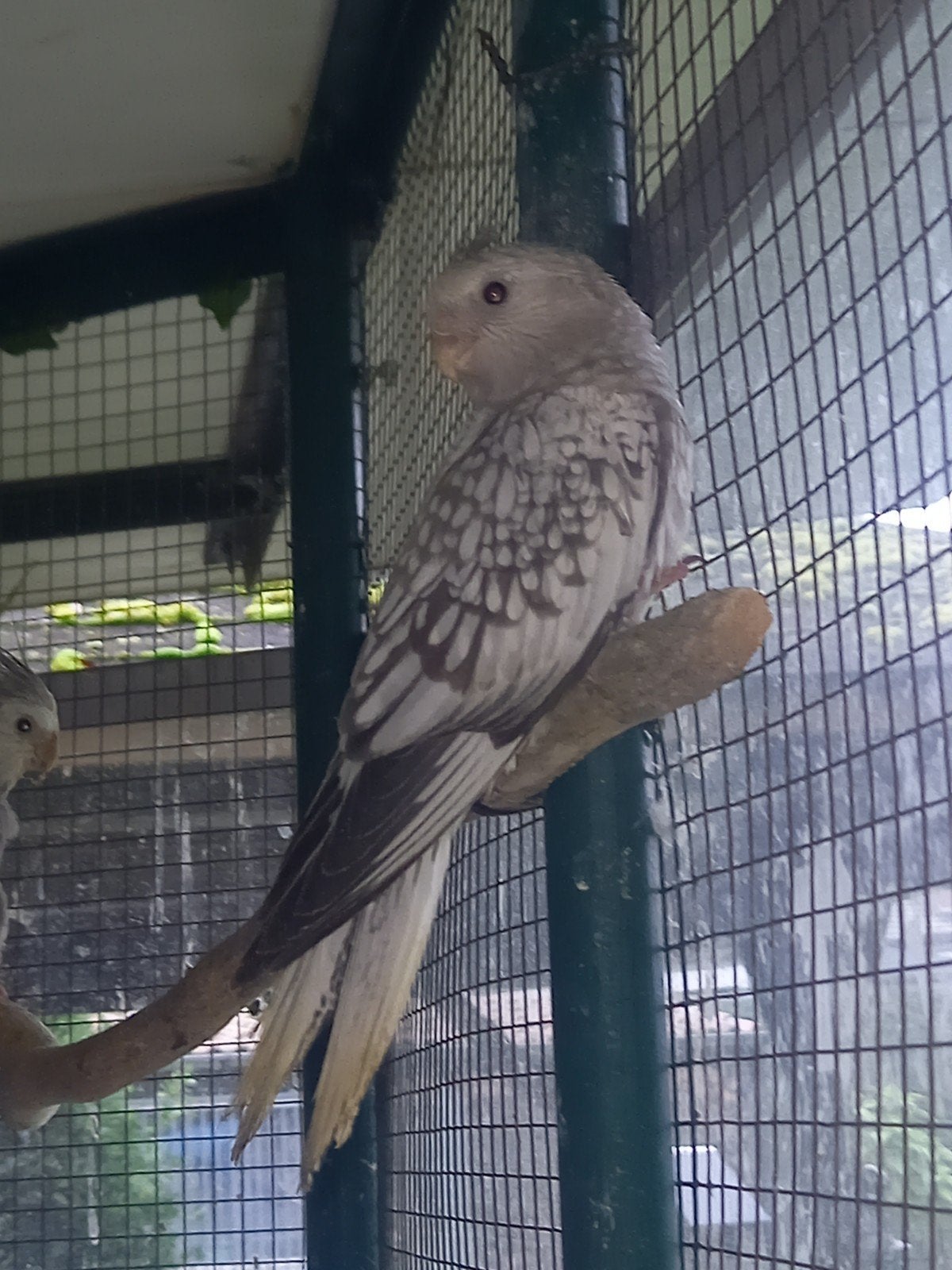 valkparkieten jonge handtam, Dieren en Toebehoren, Geslacht onbekend, Parkiet, Tam