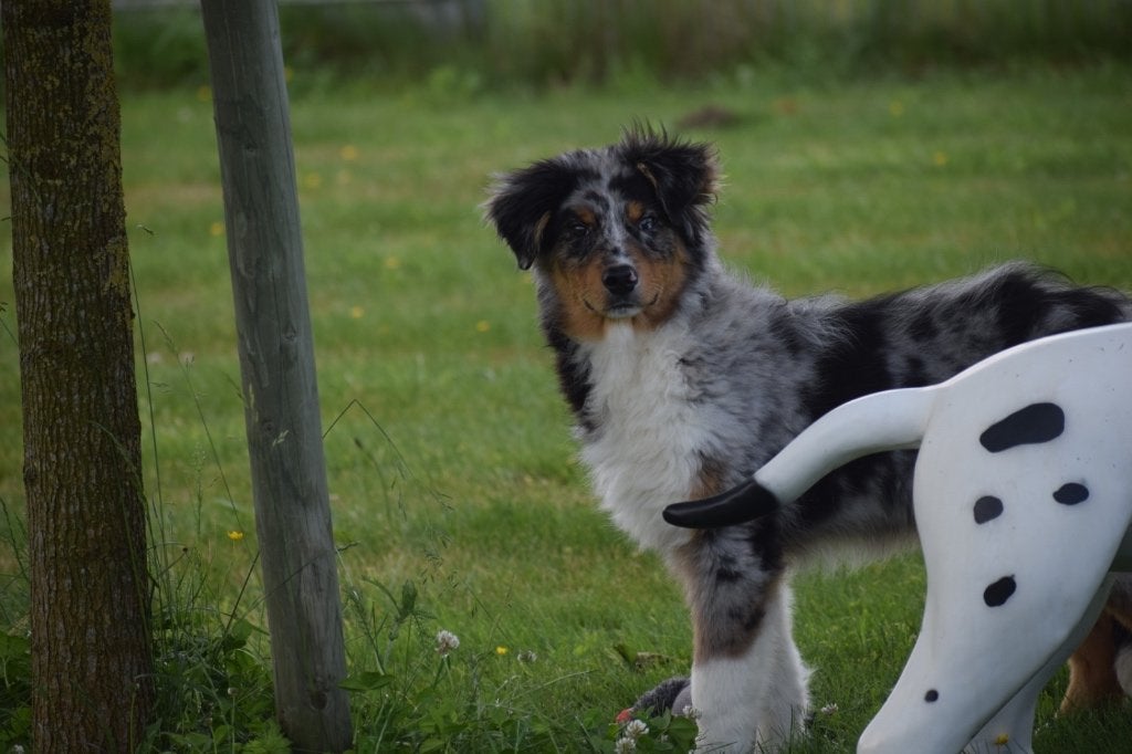 Chiot berger australien, Animaux & Accessoires, Chiens | Bergers & Bouviers, 15 semaines à 1 an, Chien (mâle), Éleveur | Professionnel