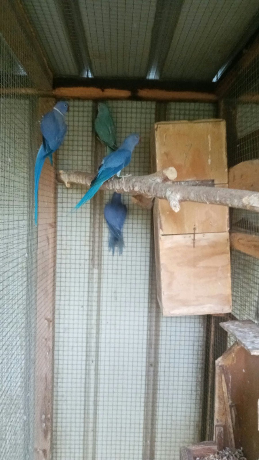 Halsband parkieten
