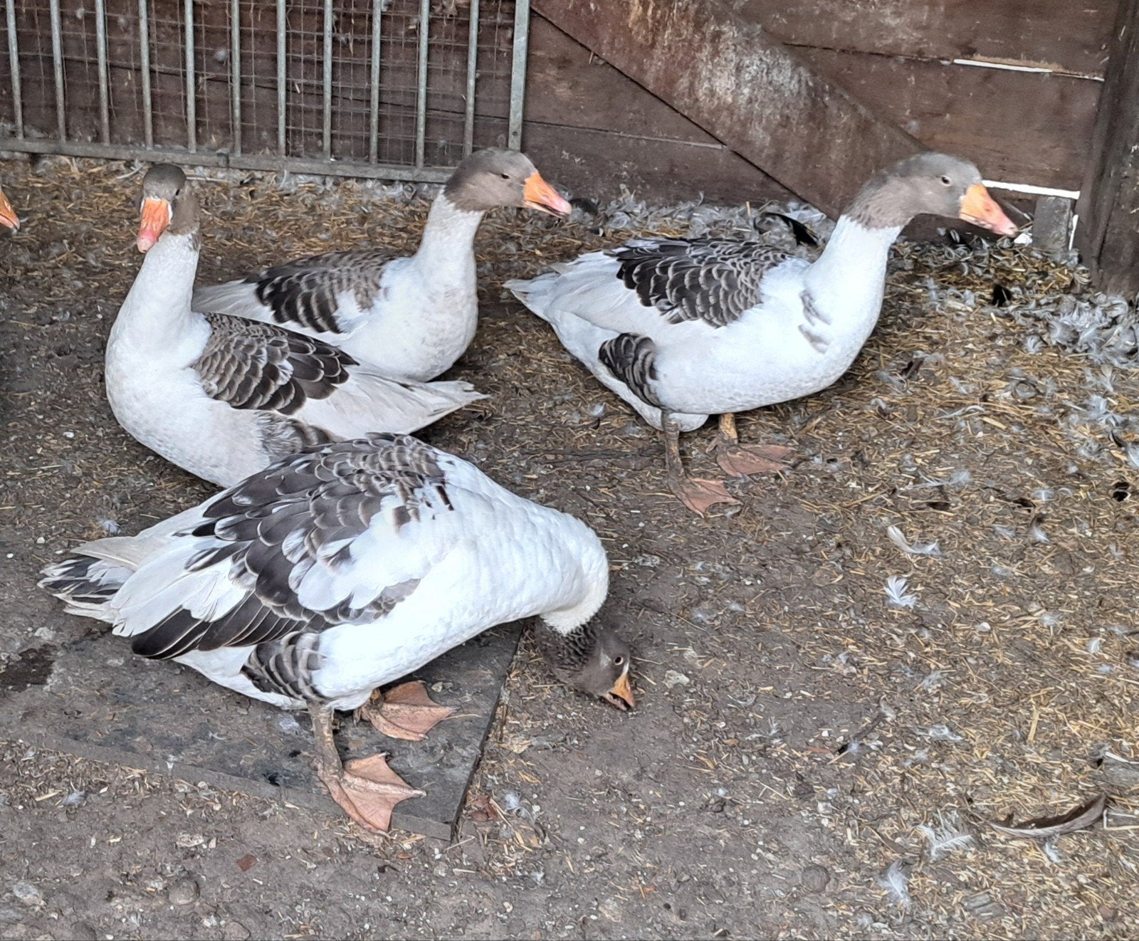 Vlaamse ganzen, mannen, GRATIS, Dieren en Toebehoren, Pluimvee