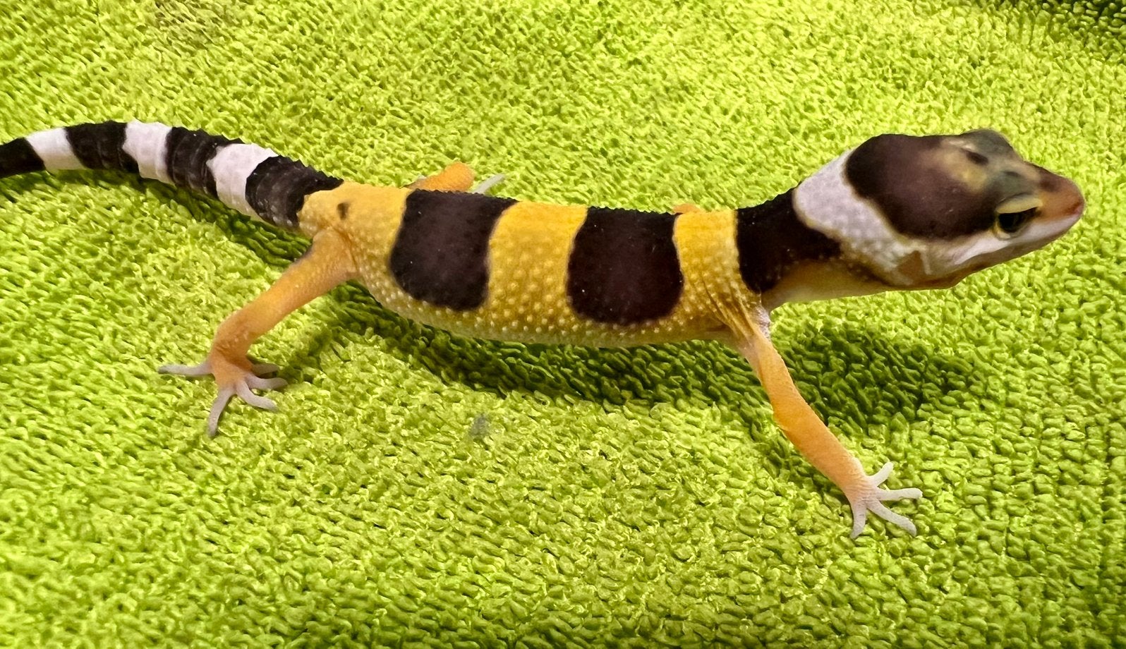 Luipaardgekko baby B2, Hagedis, Tam, 0 tot 2 jaar