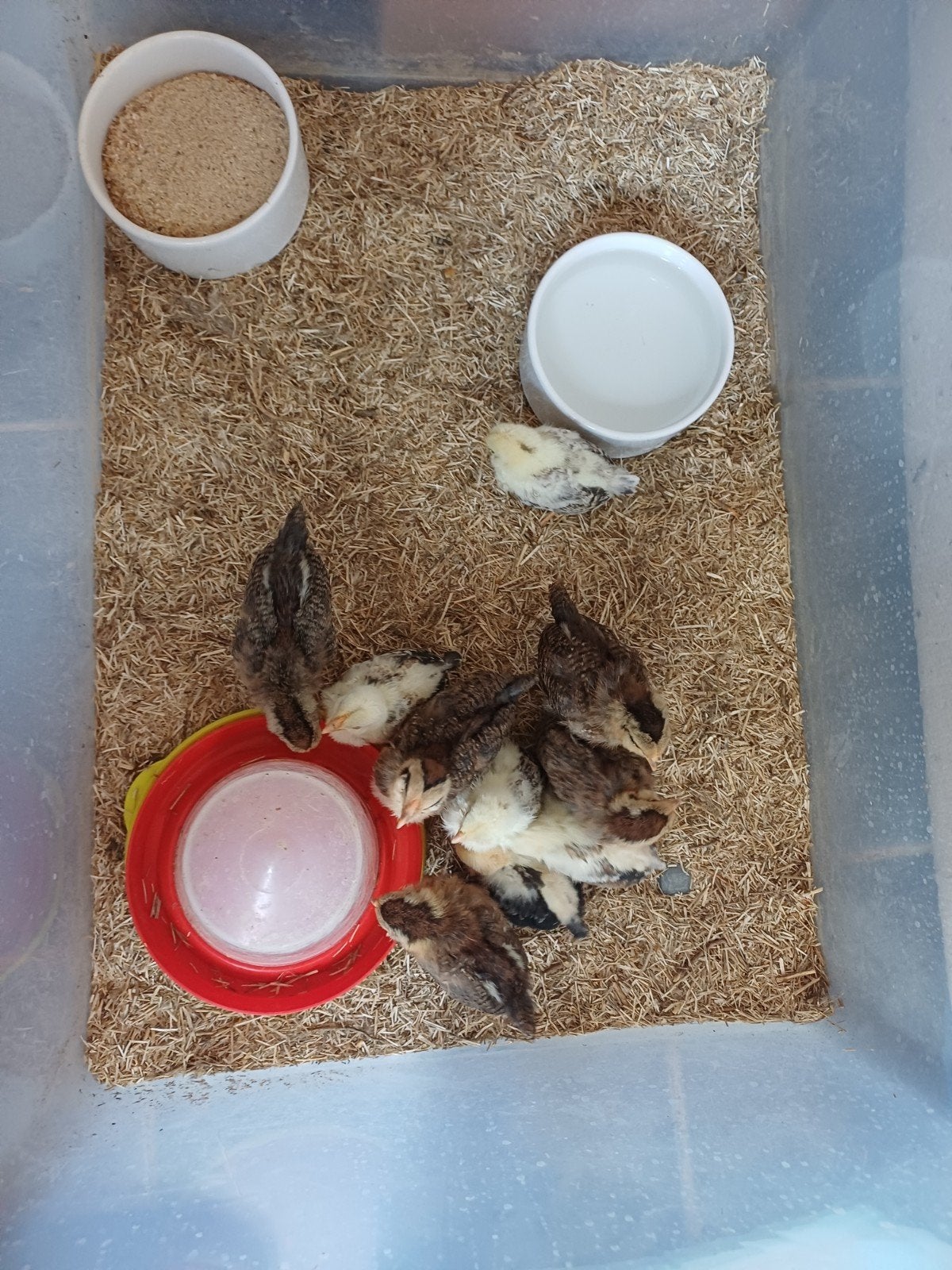 10 kriel kuikens te koop