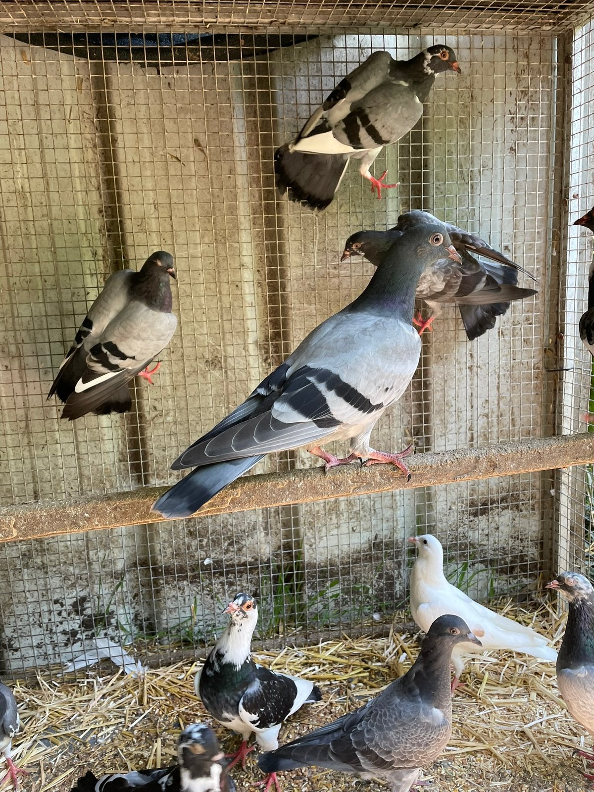 2 x 15 sierduifjes, Dieren en Toebehoren, Vogels | Duiven, Meerdere dieren, Overige soorten