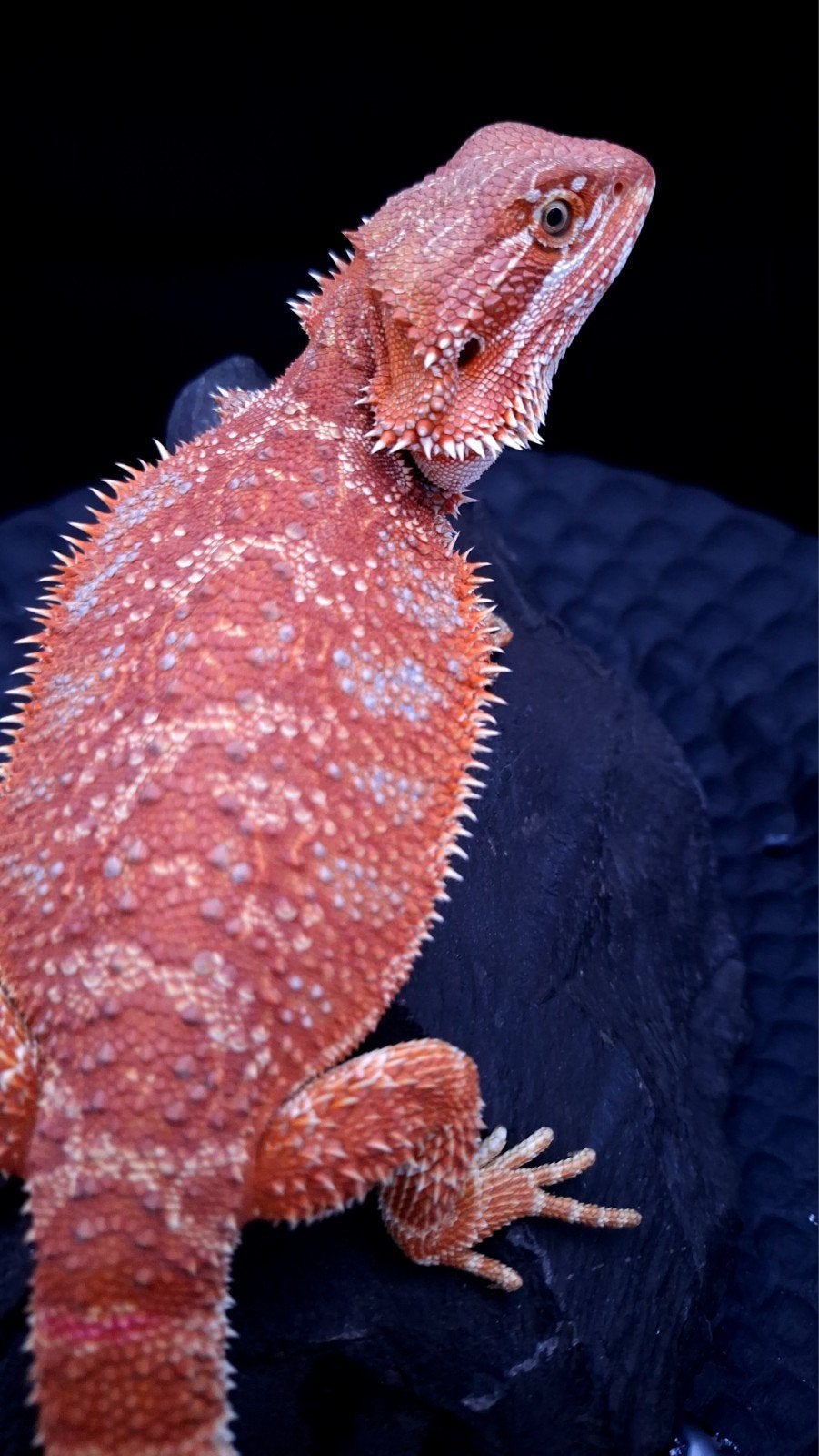 50% Red Monster Hypo het. Translucent Blue Bar Vrouw, Animaux & Accessoires, Reptiles & Amphibiens, Lézard, 0 à 2 ans
