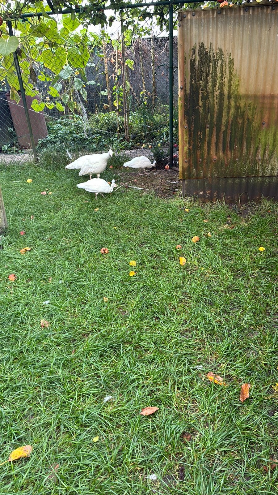 Witte pauw van 2026 te koop, Dieren en Toebehoren, Pluimvee