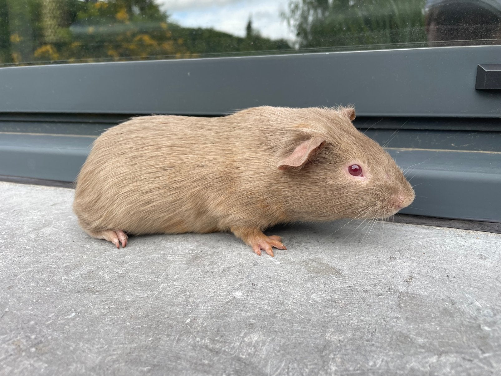 Jonge cavia, Dieren en Toebehoren, Mannelijk, Tam, Maart, Cavia