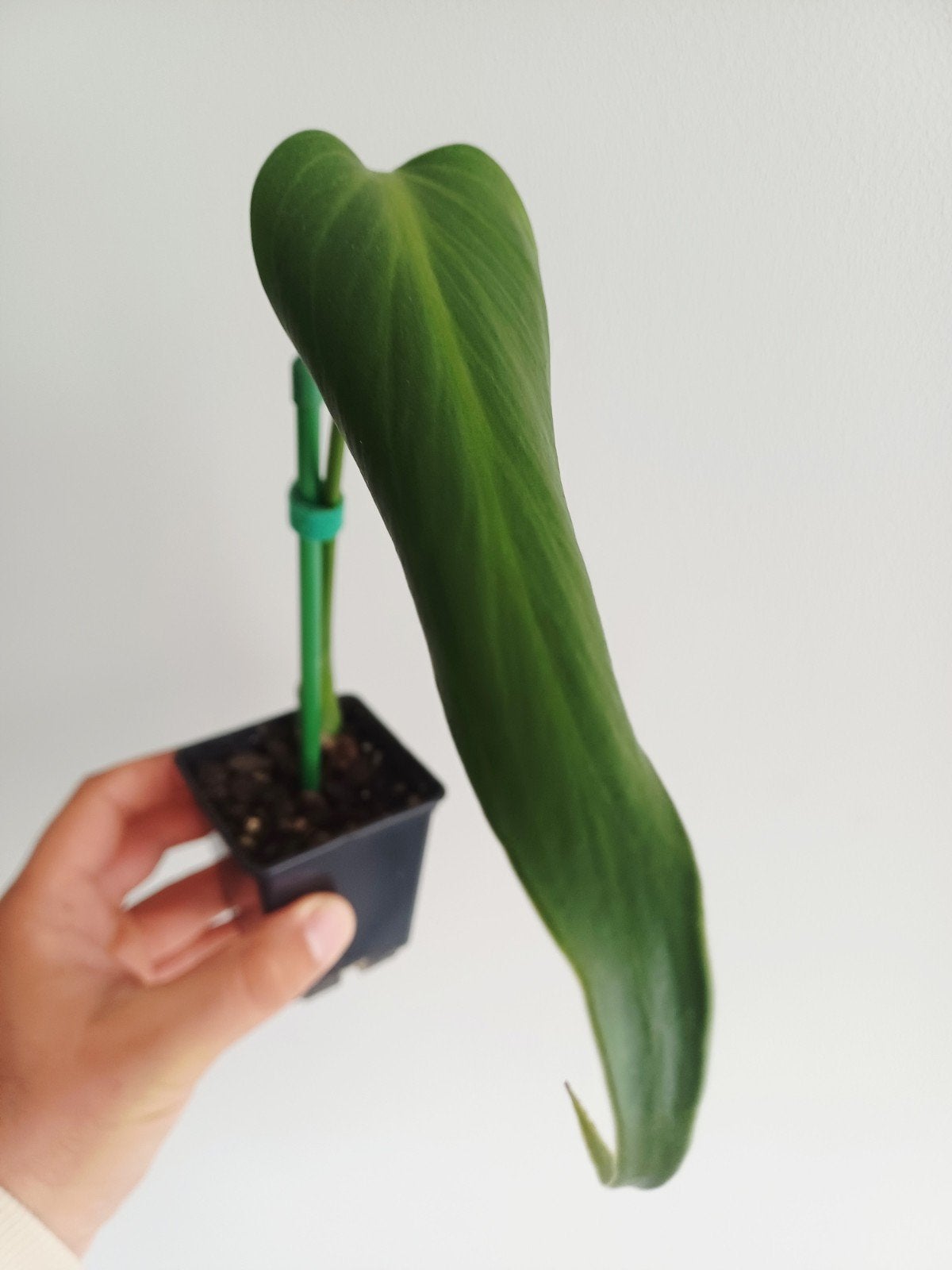 Monstera Burle Marx Flame, Huis en Inrichting, Kamerplanten, Overige soorten, In pot, Minder dan 100 cm, Groene kamerplant