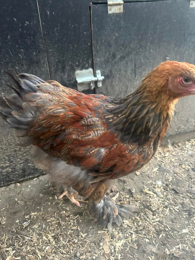 Brahma haantjes te koop., Mannelijk, Kip