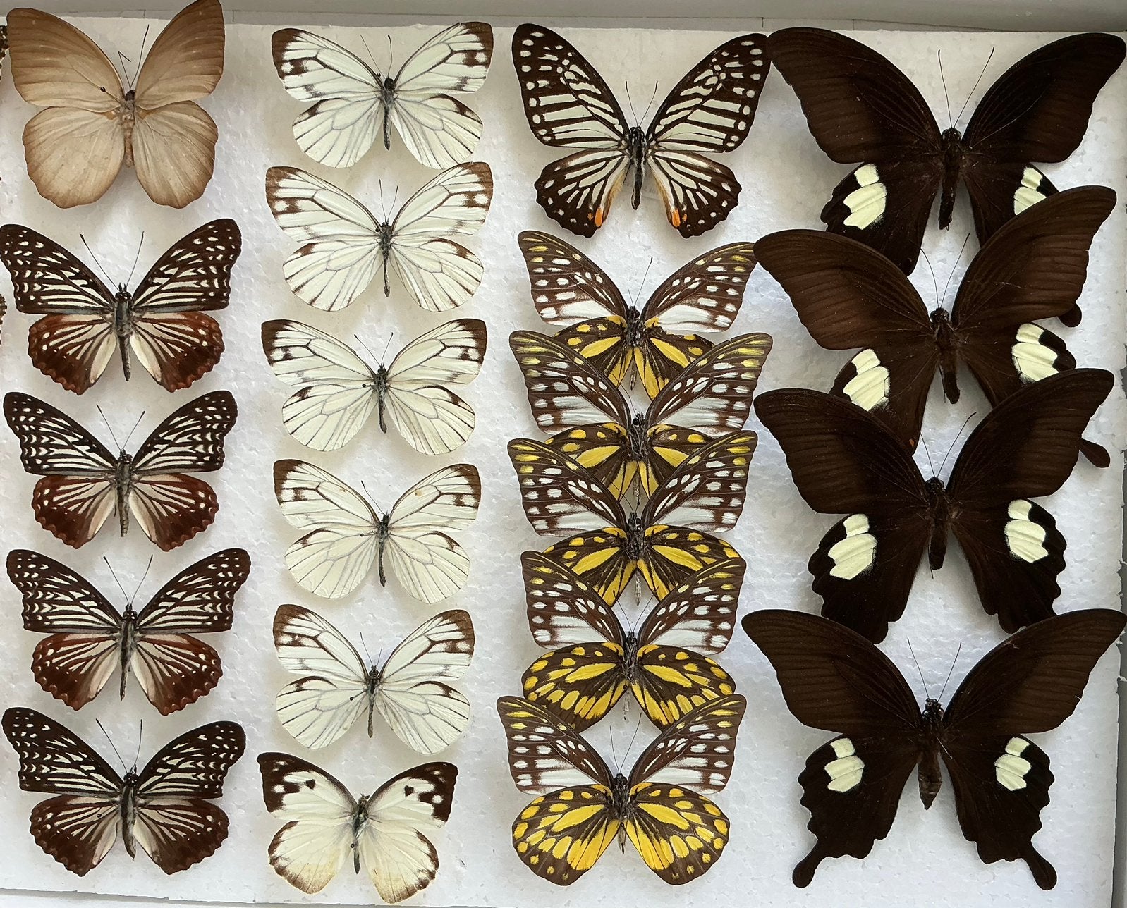 Opgezette VLINDERS voor stolp, verzameling, kaders, …, Animaux & Accessoires, Insectes & Araignées