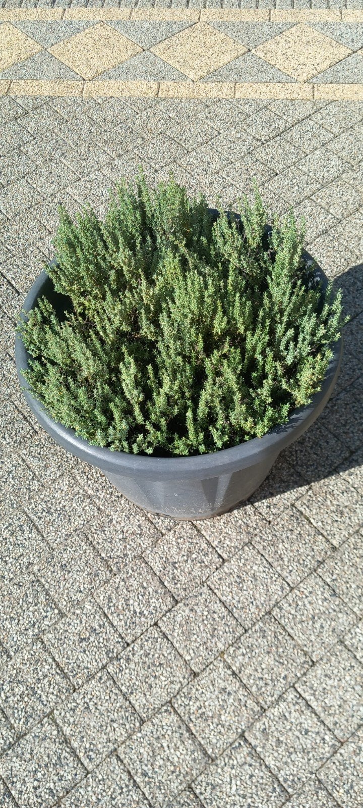 Thym bio frais, parfum et goût délicieux, 40 cm de diamètre, Printemps, Enlèvement, Plante fixe, Herbes