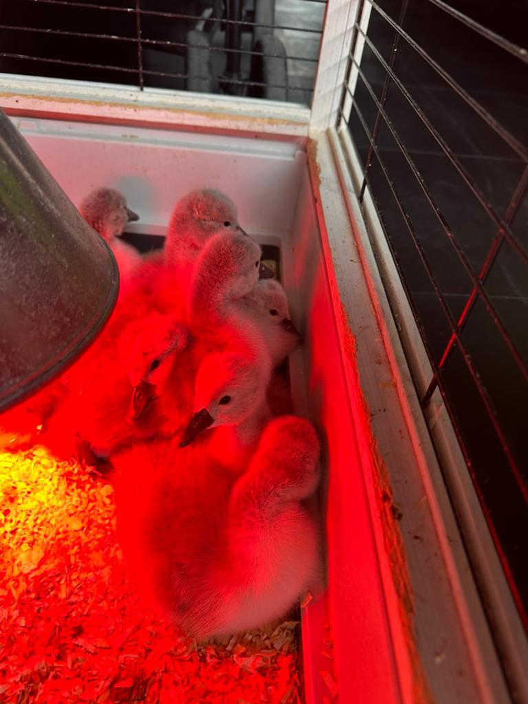 Knobbel zwaan, Dieren en Toebehoren, Mei, Meerdere dieren