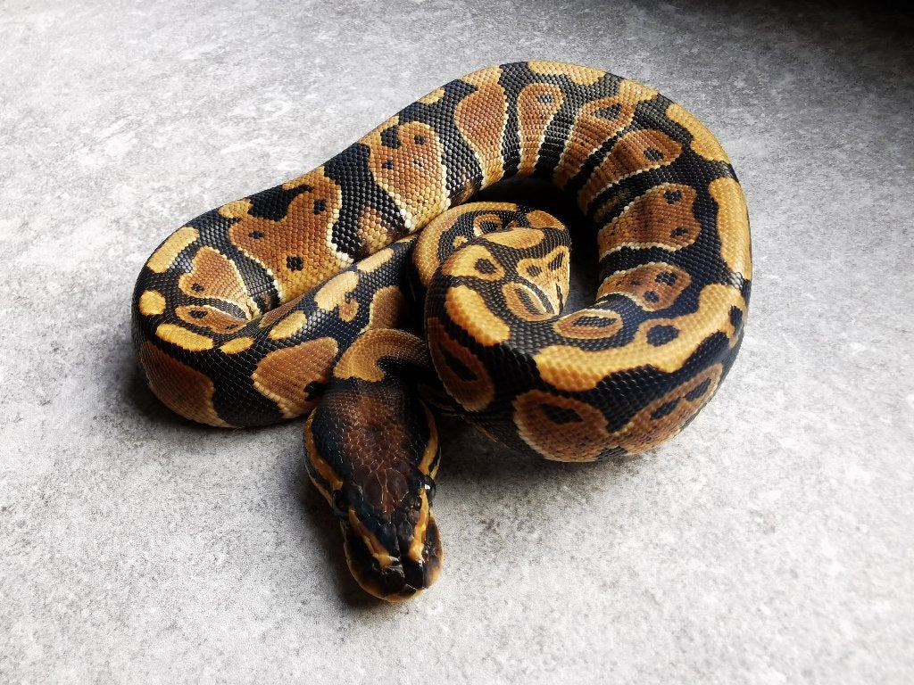 koningspython; python regius; 0.1; Normal het Clown