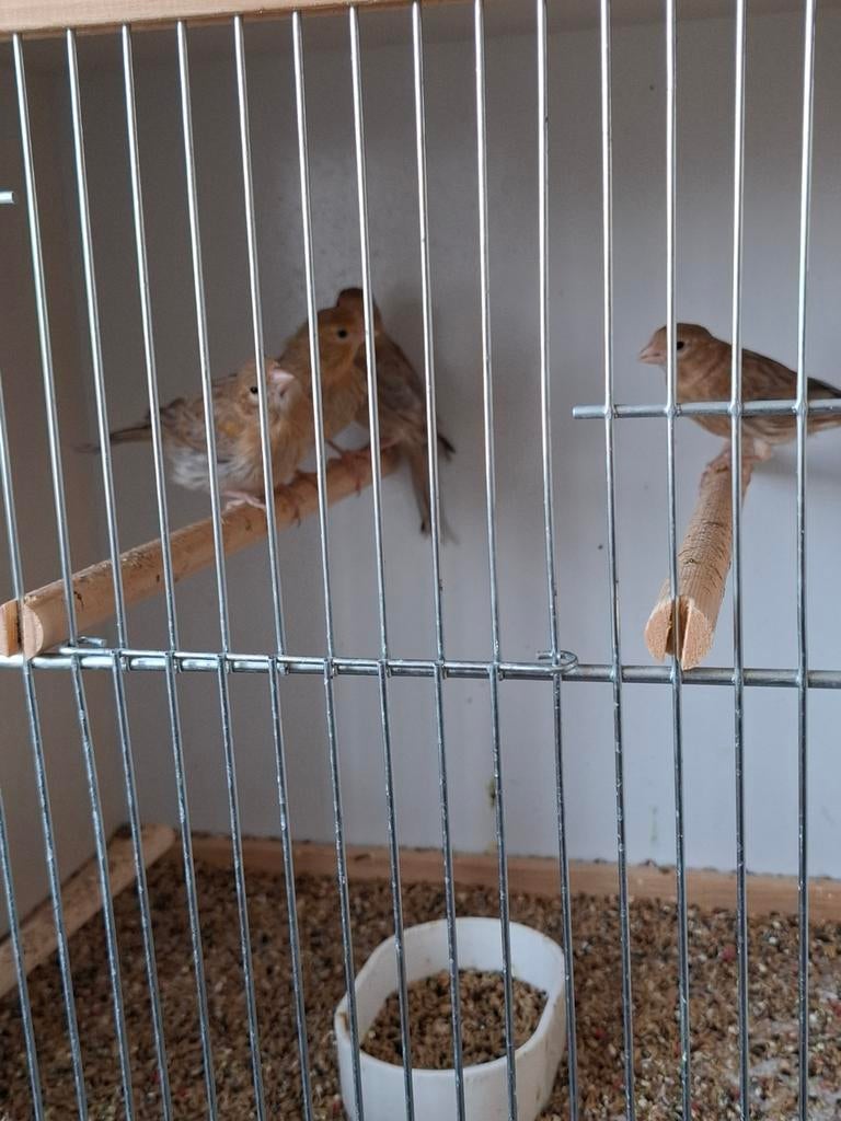 Kanarie s zit harlekijn in, Dieren en Toebehoren