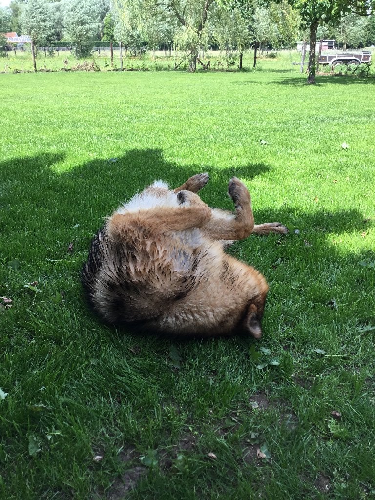 Zoek Geit Mieke, Animaux & Accessoires, Femelle, Chèvre, 0 à 2 ans