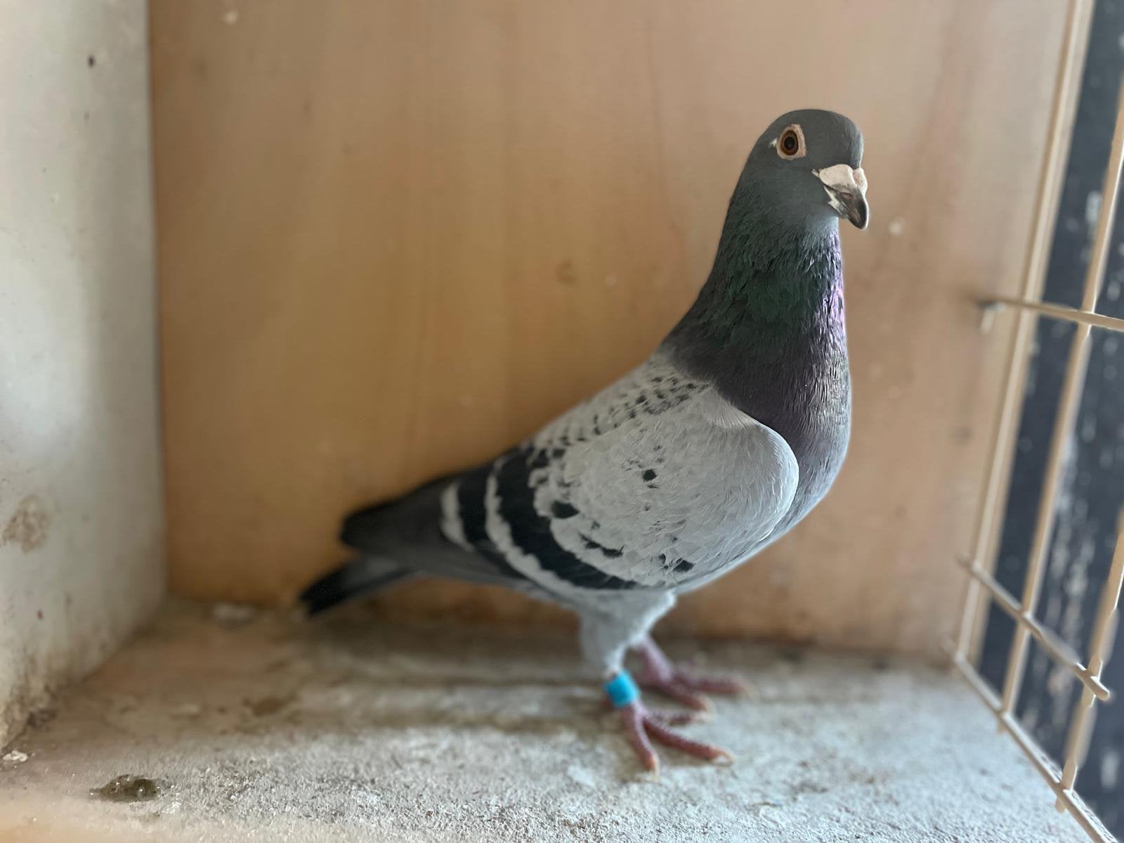 Geschelpte duiver voor de FOND, Dieren en Toebehoren