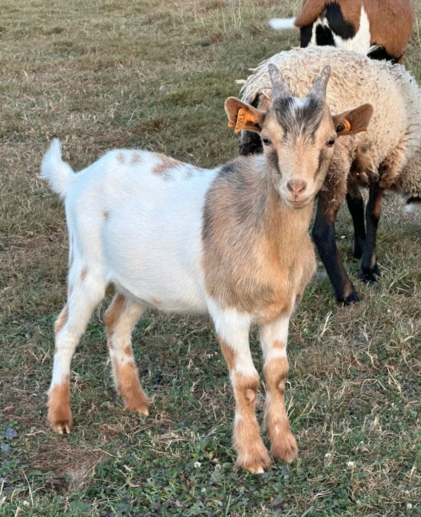 Dwerggeit bokje 5 maanden, Dieren en Toebehoren, Schapen, Geiten en Varkens, Mannelijk, Geit, 0 tot 2 jaar