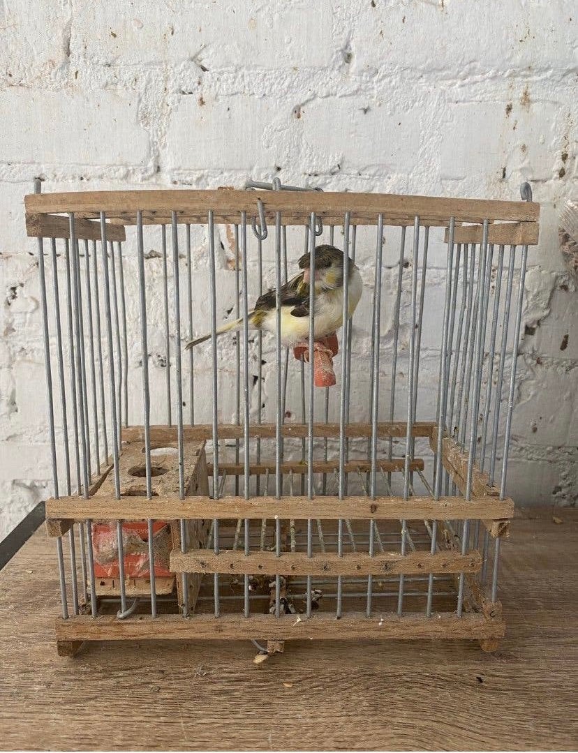 Kanarie pop harlekijn geel met kuif, Dieren en Toebehoren