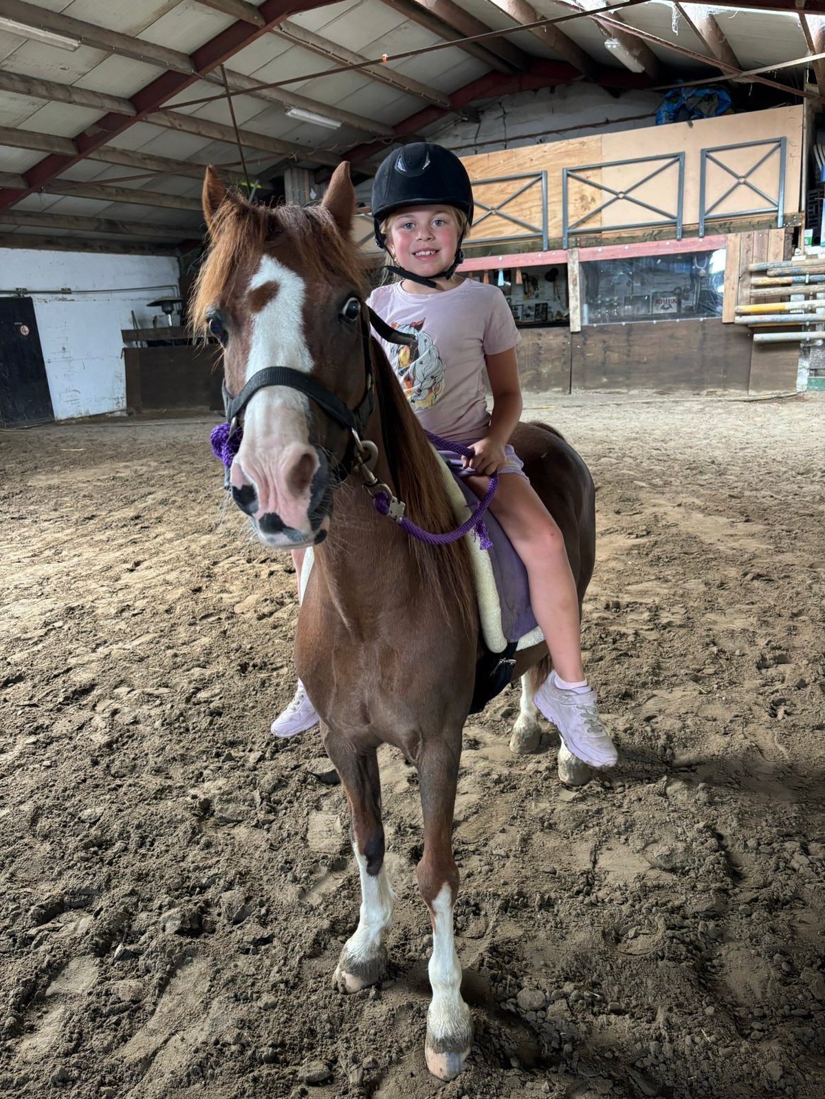 Gezinspony/weidemaatje/poetspony, Animaux & Accessoires, Hongre, Ne s'applique pas, Poney A (jusqu'à 1.17 m), 11 ans ou plus
