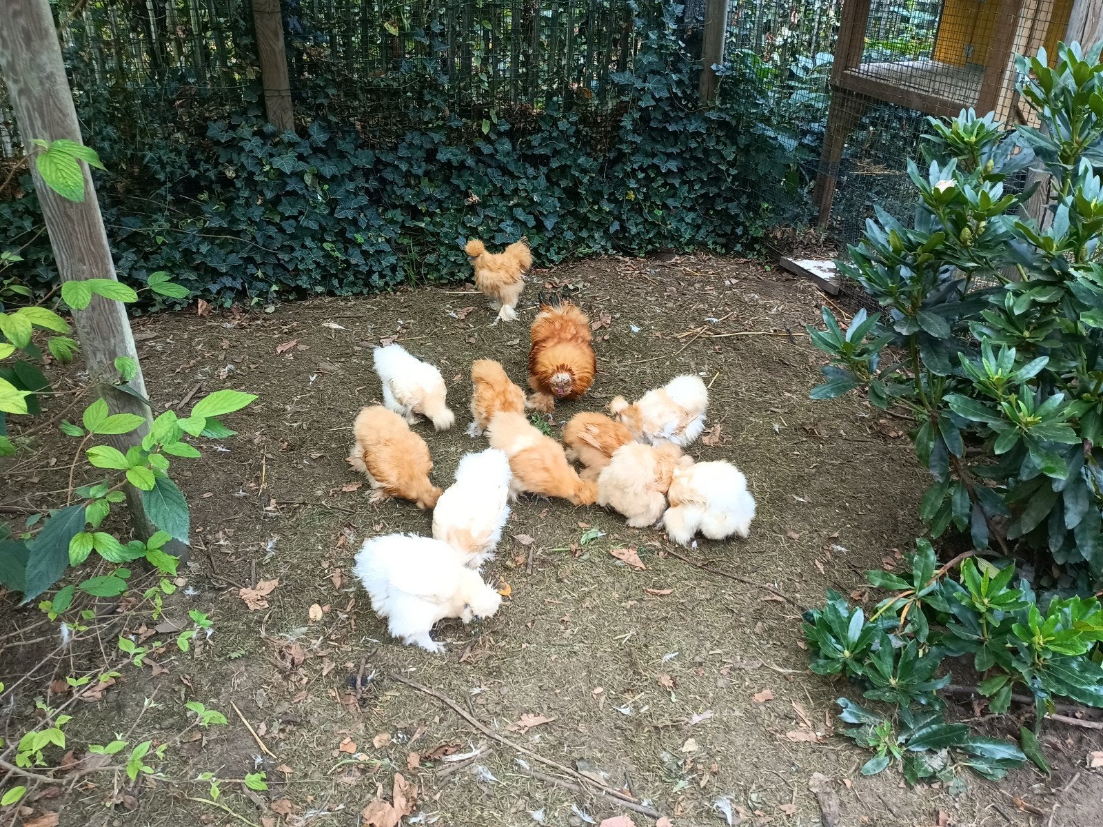 Zijdehoentjes. Buff 11 hennen en 1 haan, Dieren en Toebehoren, Meerdere dieren, Kip