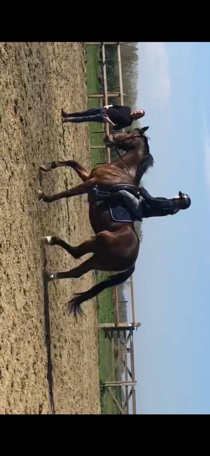 Dressuurpaard Lignano Sabbia D’Oro, Dieren en Toebehoren, Paarden, Dressuurpaard