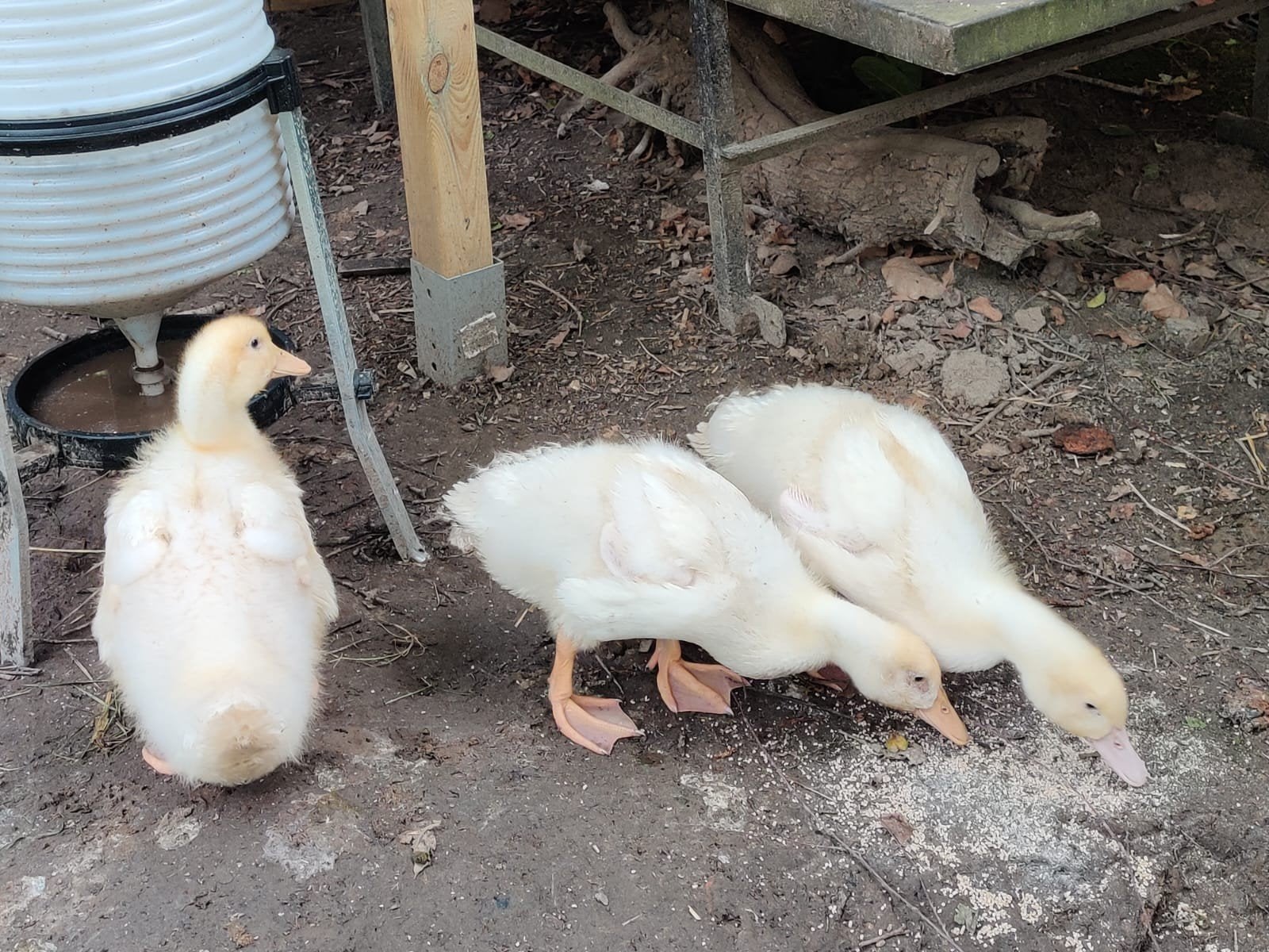 Peking eenden, Dieren en Toebehoren, Pluimvee, Vrouwelijk, Eend