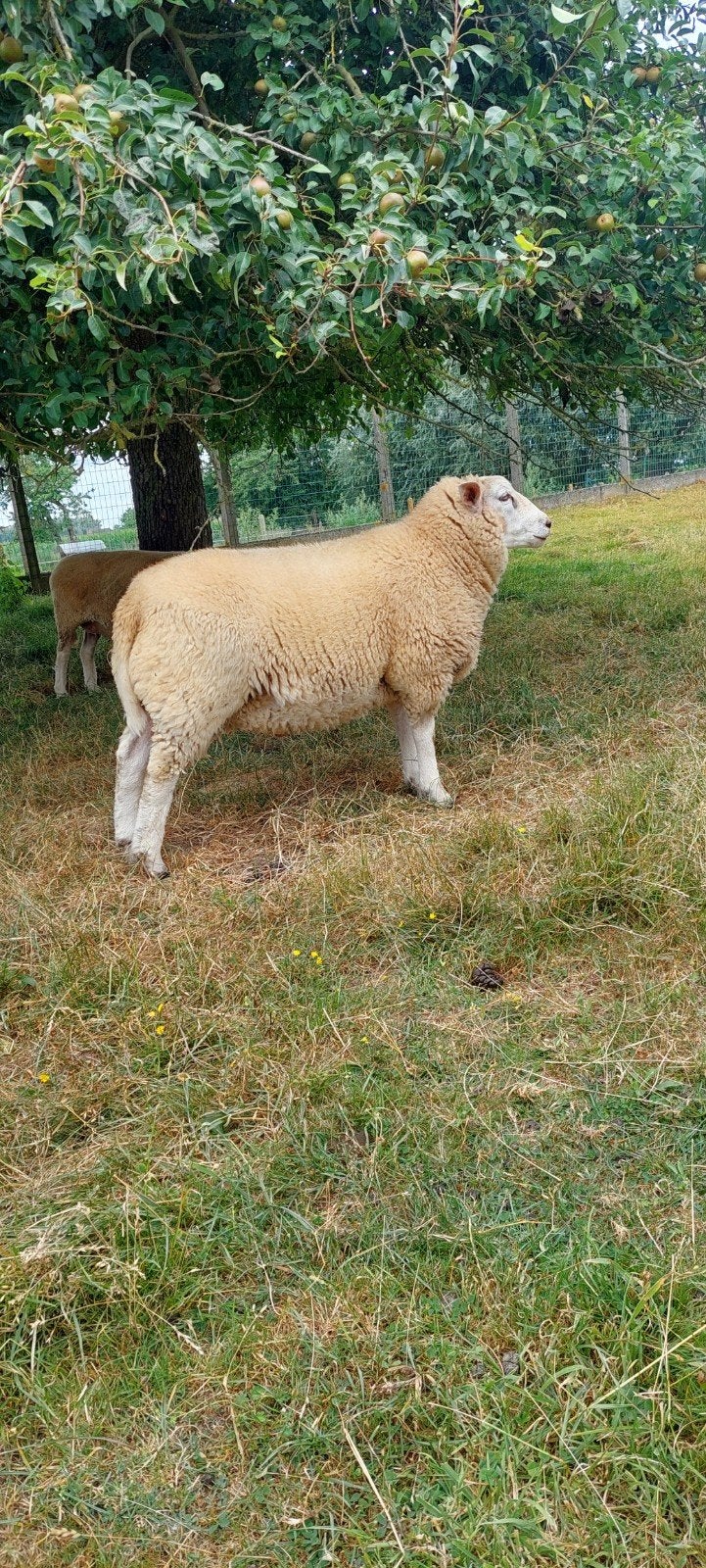 Grote,zware swifter/poll dorset ram
