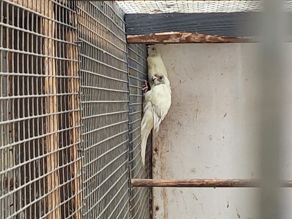 Kweekkoppels kakariki, Dieren en Toebehoren, Parkiet, Geringd