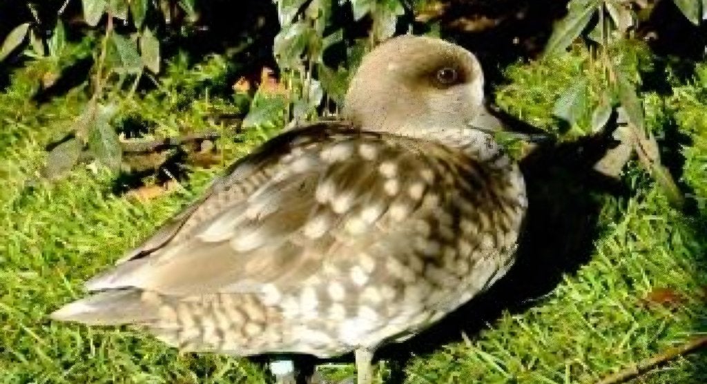 Eenden, Dieren en Toebehoren