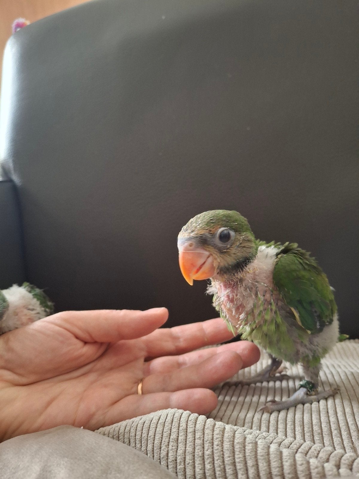 Handtamme baby rozeborstparkiet, Dieren en Toebehoren