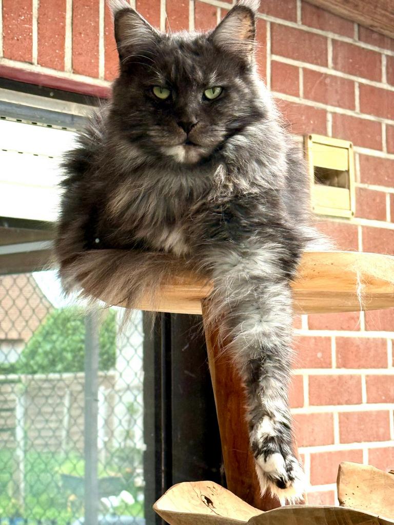 Black Smoke Tortie Maine Coon poes !Verkocht !, Dieren en Toebehoren, Katten en Kittens | Raskatten | Langhaar, Poes, 0 tot 2 jaar