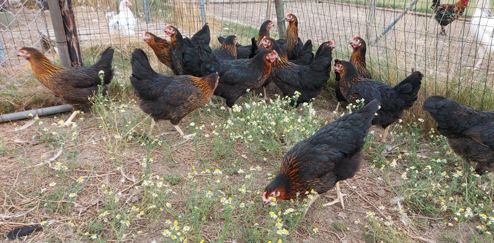 legkippen harco, Dieren en Toebehoren, Pluimvee, Kip