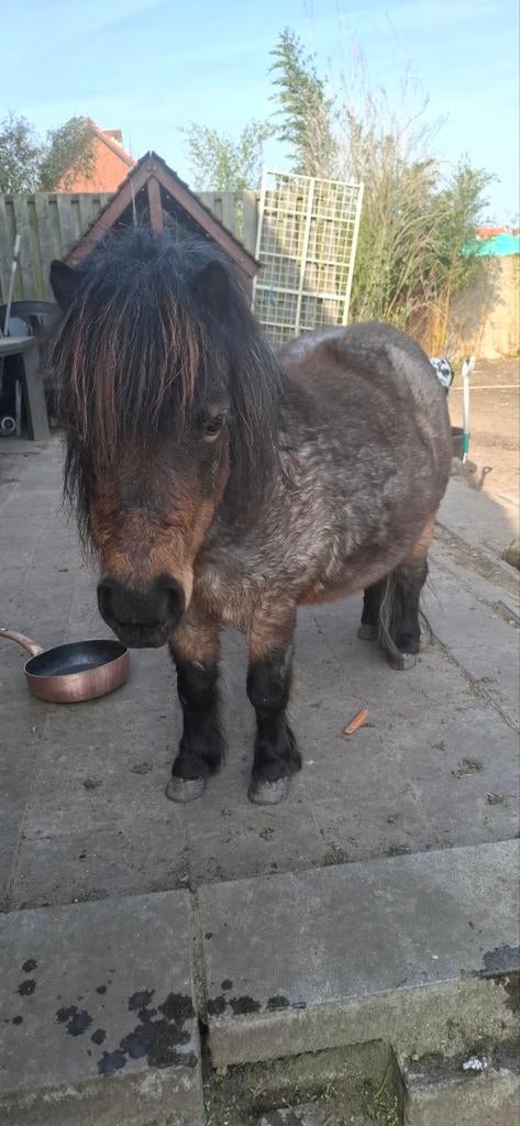 Merrie minerva  zoekt een. Forever home, Merrie