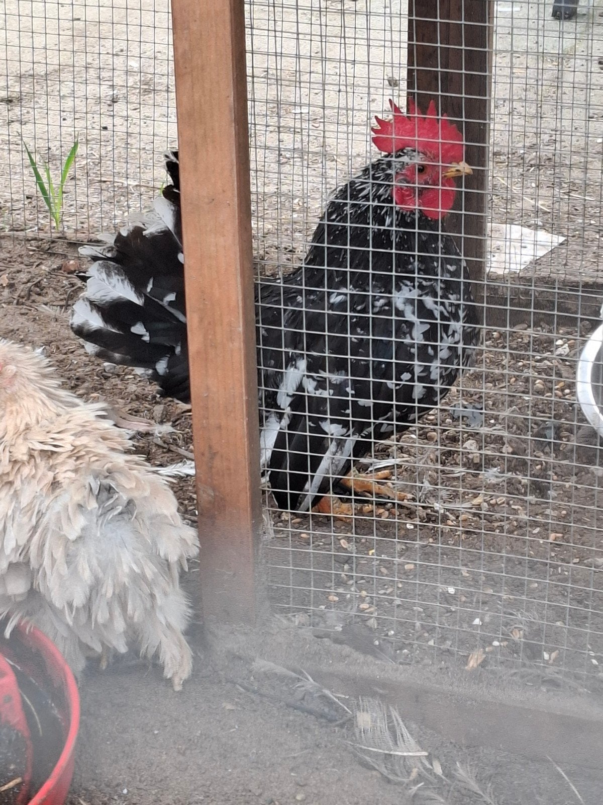 chabo haan, Dieren en Toebehoren, Mannelijk, Kip