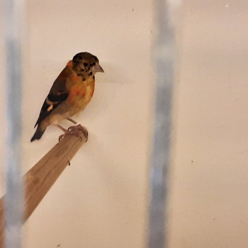 Kapoetsensijs, Tropenvogel