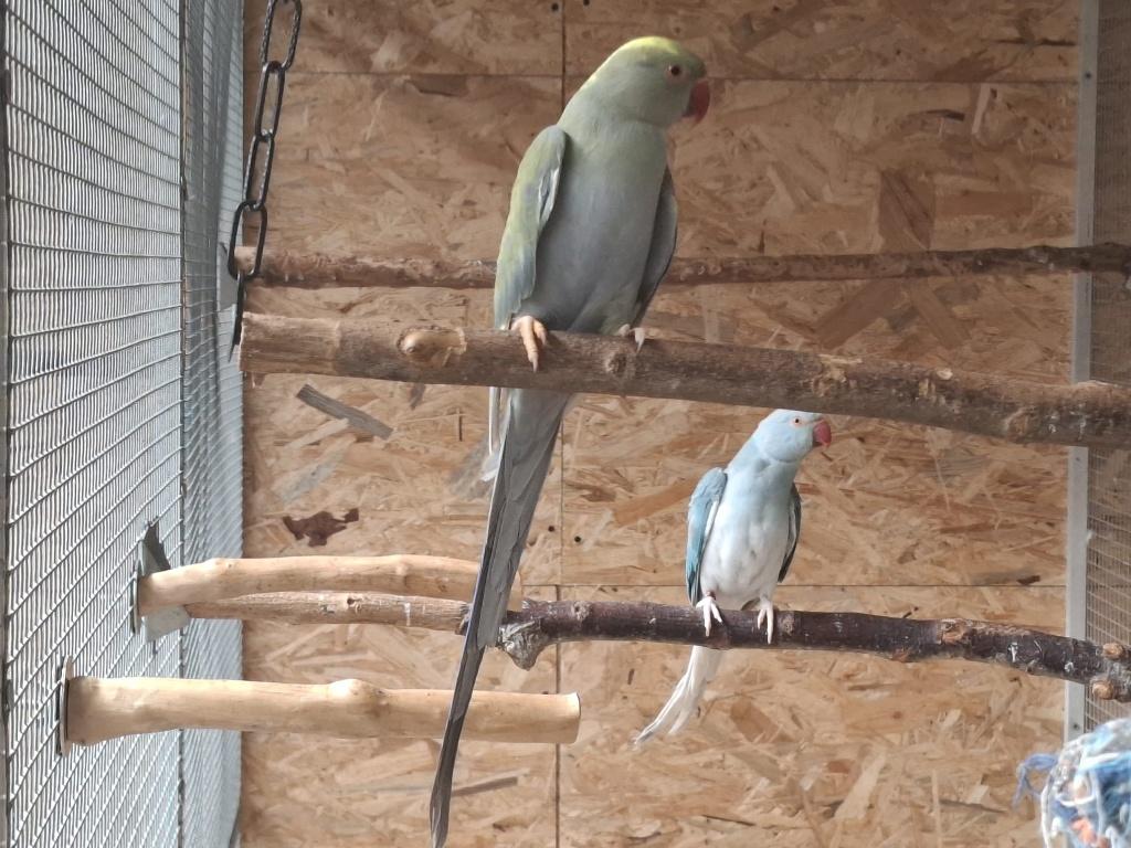 halsbandparkieten koppel, Plusieurs animaux, Perruche, Bagué